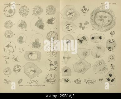 Annalen der Botanik, London, Botanik, Zeitschriften, Pflanzen, eine detaillierte Illustration, die verschiedene mikroskopische botanische Strukturen und Sporenentwicklung zeigt, wie in „Annalen der Botanik“ dargestellt. Das Layout enthält nummerierte Diagramme, die eine Reihe von botanischen Proben darstellen, einschließlich Sporen, Pflanzenzellen und verschiedenen Fortpflanzungsformen. Jede Illustration ist sorgfältig beschriftet, was eine lehrreiche Erforschung der Pflanzenbiologie ermöglicht. Die Bilder zeigen die komplizierten Details der Strukturen und geben Einblicke in die Vielfalt und Komplexität des Pflanzenlebens und der Reproduktion. Dieser Ressourcendienst Stockfoto