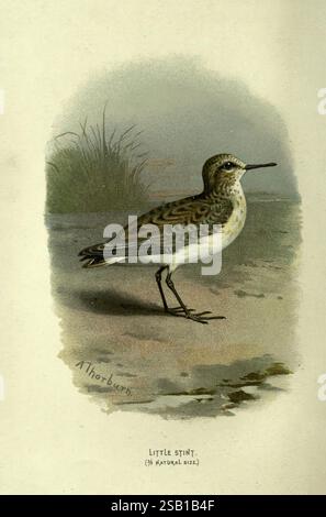 Bekannte Wildvögel, London, New York, Cassell, 1883, Vögel, Wörterbücher, Bildwerke, Calidris minuta, kleiner Stint, Ornithologie, Walter's Waysland, Archibald Thorburn, Ein zarter kleiner Stint steht bereit und zeigt seine schlanke Form und sein subtiles Gefieder. Der Vogel hat eine Mischung aus Braun- und Weißtönen, die sich sanft mit seiner Umgebung verschmelzen. Seine perligen Augen sind scharf und neugierig, während der lange, dünne Schnabel perfekt geeignet ist, um in den Boden nach Essen zu suchen. Im Hintergrund ist ein Hauch von grasbewachsenem Lebensraum zu sehen, der diesem Vogelwesen einen natürlichen Kontext verleiht. Der Titel enthält den Stockfoto