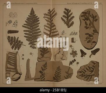 Beschreibung der Kohleflora der Karbonformation in Pennsylvania und in den Vereinigten Staaten Harrisburg, Board of Commissioners for the Second Geological Survey, 1879-84 Plants, Pennsylvania, Botanik, Fossils, diese Illustration zeigt eine Sammlung detaillierter botanischer Studien, die verschiedene Farne und Pflanzen zeigen, die im Zweiten Geologischen Survey von Pennsylvania von 1878 identifiziert wurden. Das Layout umfasst mehrere Arten, von denen jede sorgfältig mit entsprechenden Nummern beschriftet ist, um ihre charakteristischen Blattformen und -Strukturen hervorzuheben. Entlang Stockfoto