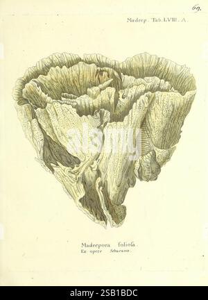 Die Pflanzenthiere in Abbildungen nach der Natur, Nürnberg, in der Raspischen Buchhandlung, 1791-1830, Cnidaria, Ctenophora, Coral, eine komplizierte Illustration einer Korallenstruktur mit zarten, geschichteten Formationen, die einem Fächer oder einer Blume ähneln. Die Textur der Korallen ist fein detailliert, mit Rillen und Graten, die ein Gefühl von Tiefe und Dimension schaffen. Die weichen Kurven und die komplizierten Muster betonen die organische Schönheit der Meereslebewesen. Der Titel enthält den wissenschaftlichen Namen "Madrepora foliosa", der seine Klassifizierung angibt, und bezieht sich auf die Arbeit eines bedeutenden Forschers oder Künstlers; Stockfoto