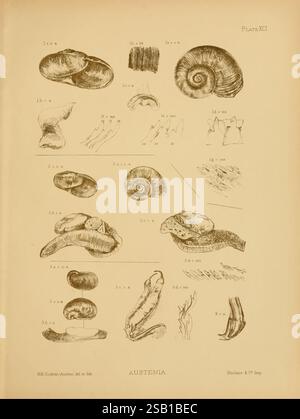 Land, Süßwasser, Mollusca, Indien, London, Taylor Francis, 1882, Asien, Indien, Weichtiere, diese Abbildung zeigt eine Reihe detaillierter Linienzeichnungen, die verschiedene Arten von Muscheln und Muscheln zeigen. Das Arrangement enthält verschiedene Arten von Schalen, die nach ihren unterschiedlichen Formen, Größen und Mustern kategorisiert sind, mit numerischen Beschriftungen, die jede Probe als Referenz begleiten. Unter den Schalen sind einige spiralförmig, während andere mehr längliche Formen aufweisen, was die Vielfalt innerhalb der Gastropodenklasse unterstreicht. Zusätzliche Skizzen stellen interne Strukturen und Features dar und bieten ins Stockfoto