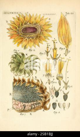 Illustratio systematis sexualis Linnaeani Francofurti ad Moenum Varrentrapp et Wenner 1789 Pflanzen Klassifizierung Linne TheNewYorkBotanicalGarden Pictorial Works Carlvon Helianthus annuus, diese Illustration zeigt eine detaillierte botanische Studie der Helianthus annuus, allgemein bekannt als die Sonnenblume. Es zeigt verschiedene Stufen und Teile der Anatomie der Sonnenblume, einschließlich des großen, lebendigen Blumenkopfes oben, umgeben von beschrifteten Abbildungen verschiedener Komponenten. Die begleitenden Figuren heben die floralen Strukturen hervor, wie Blütenblätter, Deckblätter und Fortpflanzungsteile Stockfoto