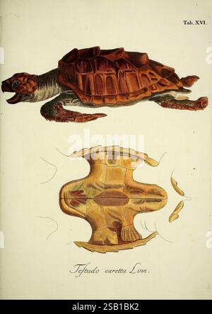 D. Johann David Schöpfs königl. Preuss. Hofraths Naturgeschichte der Schildkröten, Erlangen, Bey Johann Jakob Palm, 1792-1801, Schildkröten, Bildwerke, Caretta caretta, die Abbildung zeigt eine detaillierte Darstellung einer Schildkröte, insbesondere unter der Bezeichnung „Tefludo caretta Linn“. Sie zeigt die Schildkröte in einer Seitenansicht mit gedrehtem Kopf und hebt ihre markante Schalenstruktur hervor. Der obere Teil zeigt den Panzer der Schildkröte mit einer reichhaltigen Textur, während der untere Teil einen Blick auf den Plastron zeigt, der die darunterliegenden Muster und Konturen zeigt, die zu seinem Anato beitragen Stockfoto