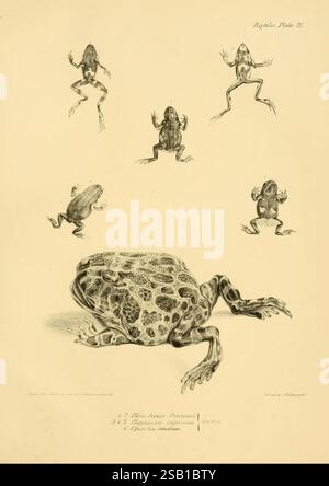 Die, Zoologie, von, die Reise von H.M.S. Beagle, London, Smith, Elder, &, Co, 1838-, Südamerika, Vögel, Paläontologie, Zoologie zeigt diese Illustration eine detaillierte Untersuchung verschiedener Froscharten, die sowohl ihre anatomische Struktur als auch ihre charakteristischen Merkmale veranschaulichen. Oben sind mehrere Frösche in verschiedenen Stellungen dargestellt, die ihre Gliedmaßen und Körperformen betonen. Der untere Bereich zeigt eine größere, stilisierte Ansicht eines Frosches, der auf dem Boden liegt und komplizierte Muster auf seiner Haut zeigt. Jeder Frosch ist mit seinem wissenschaftlichen Namen versehen, was zum erzieherischen Aspekt des Bildes beiträgt. Stockfoto