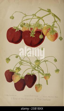 Der Florist, Pomologe und Vorstadtgärtner London veröffentlichte für die Besitzer von Messrs Kent & Co 1880 Flower Gardening Fruit Culture Gardening Great Britain Periodicals, Eine botanische Illustration, die zwei verschiedene Sorten von Erdbeeren zeigt, gekennzeichnet als '1. King of the Earlies" und "2. Der Kapitän.“ Die Komposition besteht aus reifen, roten Erdbeeren neben ihren unreifen grünen Gegenstücken, die die detaillierten Texturen und natürlichen Kurven der Früchte hervorheben. Die Stiele verzweigen sich mit feinen Blättern, was die Vitalität und das Wachstum der Pflanzen unterstreicht. Die delikate Anordnung c Stockfoto