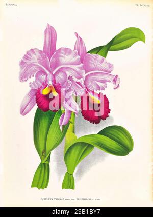 Lindenia, Gand [Belgien], Impr. F. Meyer-van Loo, 1885-1906, Klassifizierung, Reiseführer, Identifizierung, Nomenklatur, populäre Nomenklatur, Orchidaceae, Orchideen, Bildwerke, Terminologie, diese Illustration zeigt die atemberaubende Cattleya trianae var. Tromphians, eine fesselnde Orchidee, die für ihre großen, exquisiten Blüten bekannt ist. Die Blumen zeigen eine reiche Palette an rosafarbenen Blüten, elegant verziert mit markanten Rüschenrändern und tiefen Karmesinkernen, die die Aufmerksamkeit auf sich ziehen. Die üppigen, grünen Blätter bilden einen lebendigen Kontrast und betonen die natürliche Schönheit der Pflanze. Diese Art wird gefeiert Stockfoto