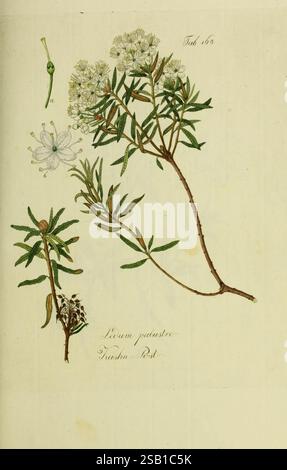 Österreichs allgemeine Baumzucht, Wien, Ignaz Albertischen Buchdruck, 1792-1822, Bäume, Österreich, Sträucher, Rhododendron tomentosum, Ledum palustre, Eine botanische Illustration, die die detaillierten Merkmale der Leucam petasites-Pflanze zeigt. Die Komposition umfasst verschiedene Teile der Pflanze: Den Hauptstiel mit zarten weißen Blüten, begleitet von langen grünen Blättern und einer Seitenansicht der Blütenknospen. Beschriftungen und wissenschaftliche Namen sind elegant beschriftet und bieten einen Kontext und eine visuelle Identifikation. Die Abbildung betont das komplizierte Design der Blumen A Stockfoto