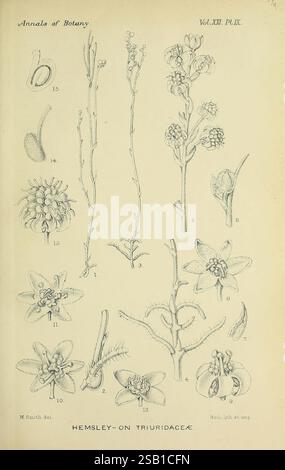 Annalen der Botanik, London, Botanik, Zeitschriften, Pflanzen. eine detaillierte botanische Illustration zeigt eine Sammlung von Pflanzenproben aus der Familie der Triuridaceae. Das Arrangement hebt verschiedene Wachstumsphasen hervor, darunter Samen, Blüten und Stammstrukturen. Jede Probe ist akribisch mit Identifizierungsnummern versehen, die ihren jeweiligen Teilen entsprechen, z. B. Samen, Blüten und ungeöffnete Knospen. Die Zeichnung betont die komplizierten Details der Fortpflanzungsmerkmale und des Laubs und zeigt die Vielfalt der Arten. Diese künstlerische Darstellung bietet einen Einblick in das Th Stockfoto