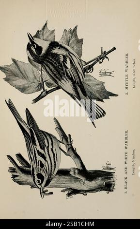 Birdcraft, New York, Macmillan Co, 1897, Birds, Vereinigte Staaten, Miniotilta varia, Gelb-Rumped-Grumbler, Schwarz-weiß-Grummel, 598208, Setophaga coronata, die Illustration zeigt zwei Arten von Grasblern, die auf Ästen zwischen Blättern thronen. Der obere Abschnitt zeigt den Myrtenwarbler, der sich durch seine markanten Markierungen und die Länge von 5,5 Zoll auszeichnet. Unten ist der Black-White-Warbler abgebildet, erkennbar an seinen markanten schwarz-weißen Streifen, die 5 Zoll lang sind. Beide Vögel werden mit viel Liebe zum Detail dargestellt und zeigen ihre einzigartigen Eigenschaften und natürlichen Umgebungen, die hervorgehoben werden Stockfoto