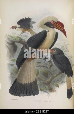 Eine Monografie der Bucerotidae, oder Familie der Nashornvögel. London veröffentlicht für die Abonnenten vom Autor gedruckt von Taylor und Francis 1882 Birds Hornbills Pictorial Works Penelopides panini gefährdete John Gerrard Keulemans ig John Gerrard Keulemans, die Illustration zeigt ein Trio von Penelopides panini, eine Art von Hornbill, die für ihr markantes Aussehen bekannt ist. Der größte Vogel steht in der Mitte und zeigt auf seinem Kopf eine markante Casque, die sich durch eine geschwungene Form auszeichnet. Es zeigt eine Mischung aus schwarzen und cremefarbenen Federn, mit einem leuchtenden rot-orangen Schein, der mit verziert ist Stockfoto