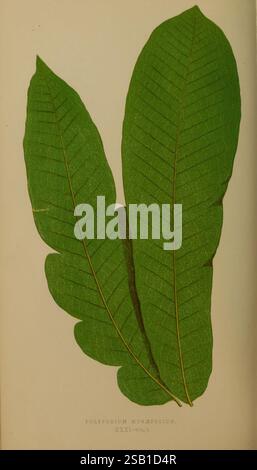 Farne, britisch, exotisch, 1856-60, Farne, die Abbildung zeigt zwei große, lebendige Blätter der Polypodium musifolium Pflanze. Jedes Blatt hat eine markante Mittelrippe mit einer Reihe gleichmäßig angeordneter, gezackter Faltblätter, die sich nach außen erstrecken. Das komplizierte Venationsmuster zeigt die üppige, tropische Natur der Pflanze, während die satte grüne Farbe ihre Vitalität unterstreicht. Die Blätter sind elegant angeordnet und betonen ihre Form und Textur, wodurch eine visuelle Darstellung botanischer Schönheit entsteht. Der Begleittext unten zeigt die Art und das Volumen an Stockfoto