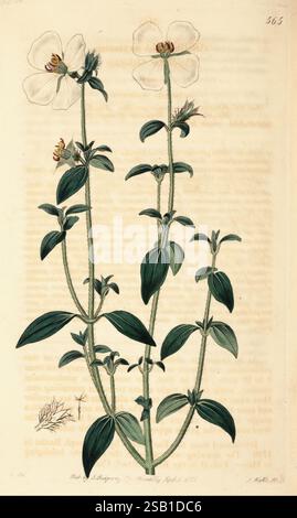 The Botanical Register, London, gedruckt für James Ridgway, 1815-1828, 1815, 19. Jahrhundert, Botanik, Kupferstiche, England, Grafikmedien, Großbritannien, handkoloriert, Ikonen, Zeitschriften, Bildwerke, Pflanzeneinführungen, Zierpflanzen, 38 zeigt diese botanische Illustration eine blühende Pflanze mit schlanken Stängeln mit mehreren grünen Blättern und zarten weißen Blüten mit einem Hauch von Gelb in der Mitte. Die Pflanze weist eine symmetrische Anordnung auf, mit Blüten, die sich an der Spitze der Stiele befinden und von kleinen Knospen umgeben sind. Die Blätter sind gestreckt und leicht gezackt, wodurch ein t hinzugefügt wird Stockfoto