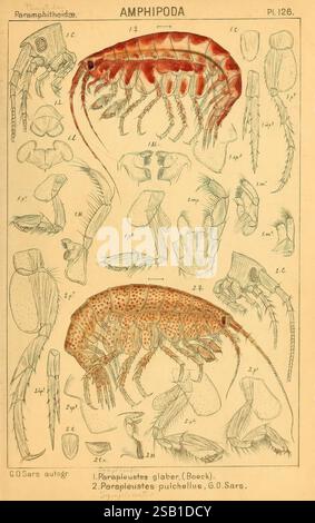 An, Account, of, The, Crustacea, Norwegen, Christiania, A, Cammermeyer, 1895-1928, Krebstiere, norwegen, Krebstiere, diese detaillierte Abbildung zeigt verschiedene Arten von Amphipoden, insbesondere Beispiele von *Parapleustes glaber* und *Parapleustes pulchellus*. Die anatomischen Strukturen dieser kleinen, garnenartigen Krebstiere werden akribisch dargestellt und heben ihre Unterscheidungsmerkmale wie Antennen, Gliedmaßen und Körpermorphologie hervor. Das Bild ist mit Zahlen versehen, die den einzelnen Abschnitten entsprechen, um Einblicke in ihre Klassifizierungen und physikalischen Eigenschaften zu erhalten. Das i Stockfoto