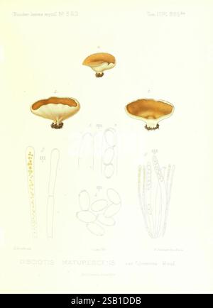 Icones mycologicae, ou Iconographie des Champignons de France ...