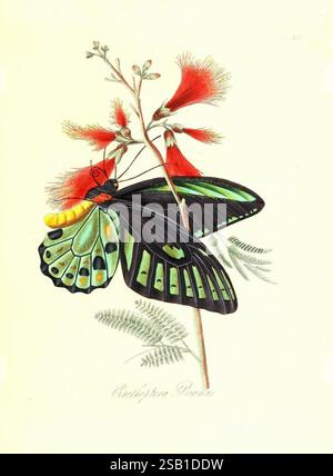 Naturgeschichte der Insekten Indiens, 1842. Indien, Insekten, ornithoptera priamus, lepidoptera, Ein wunderschön illustrierter Schmetterling, der zart auf einer lebendigen Blume thront. Der Schmetterling zeigt markante smaragdgrüne und tiefschwarze Flügel, die mit komplexen Mustern aus gelben Flecken verziert sind. Die Blume mit ihren leuchtend roten Blüten und den schlanken grünen Stielen setzt einen dynamischen Kontrast zu den Farben des Schmetterlings. Das umliegende Laub ist mit weichen, zarten Wedeln versehen, die die ruhige und natürliche Umgebung insgesamt verbessern. Die künstlerischen Details unterstreichen sowohl die Eleganz des Schmetterlings als auch die Lebendigkeit des Stockfoto