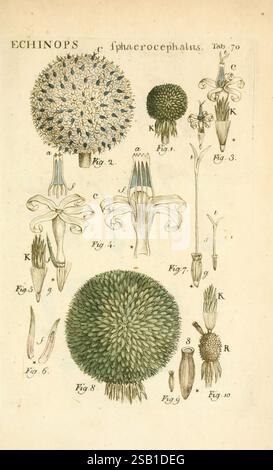 Illustratio systematis sexualis Linnaeani Francofurti ad Moenum Varrentrapp et Wenner, 1789 Pflanzenklassifizierung Linné der New Yorker Botanische Garten Bildwerke Carl von Echinops sphaerocephalus, die Illustration zeigt detaillierte botanische Studien der Echinops, einer Gattung blühender Pflanzen, die allgemein als Globus Disteln bekannt ist. Sie zeigt verschiedene morphologische Aspekte, einschließlich der runden, stacheligen Blütenköpfe und der unterschiedlichen Strukturen der Blätter und Stämme. Die Abbildungen sind von 1 bis 9 nummeriert, mit Beschriftungen, die verschiedene Teile der Anlage kennzeichnen und Merkmale wie z. B. hervorheben Stockfoto