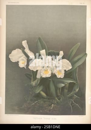 Reichenbachia, St. Albans, London, New York, F. Sander & Co, Orchid Growers & Importers, H. Sotheran & Co, I. Forstermann, 1888-1890. Orchidaceae, Henry Frederick Conrad Sander, Orchideen, Botanik, Blumen, Taxonomie: Family= Orchidaceae, Henry George Moon, Cattleya Trianae, Eine lebendige Illustration, die eine Gruppe von Cattleya trianae alba Orchideen zeigt. Die Blüten zeigen große, zarte Blütenblätter mit einer auffälligen Kombination aus reinem weiß und subtilen Gelbtönen um die zentrale Lippe. Ihre elegante Form wird durch langgezogene, dunkelgrüne Blätter ergänzt, die die Blüten hüllen und einen üppigen Rücken schaffen Stockfoto