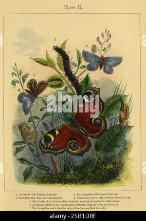 The Butterfly vivarium, London, W. Lay, 1858, Insekten, Entwicklung, Arthropoden, Sammlung und Erhaltung, Arthropoden, Eine detaillierte Darstellung verschiedener Schmetterlingsarten und ihrer Lebensstadien. Der markante Pfauenfalter, der sich durch seine auffälligen augenähnlichen Muster auf den Flügeln auszeichnet, ist neben einem gewöhnlichen blauen Schmetterling zu sehen, der seinen zarten blauen Farbton zeigt. Eine raupe ist dargestellt, die das Larvenstadium des gewöhnlichen blauen Schmetterlings darstellt, während eine Chrysalis in der Nähe dargestellt ist, die den Transformationsprozess symbolisiert. Der Hintergrund besteht aus üppigem Laub, was ein natürliches Stockfoto