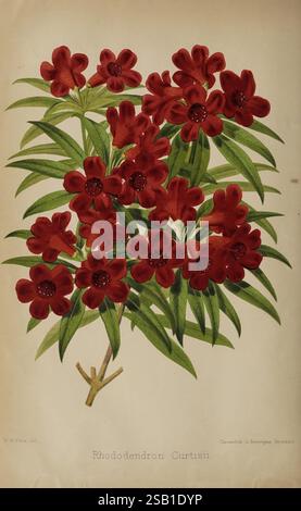 Der Florist und Pomologe und Vorstadtgärtner. London, 1880, Blumengärten, Obstkultur, Gartenbau, Großbritannien, Zeitschriften, Eine lebendige Gruppe von Rhododendron Curtisii Blüten, mit auffälligen roten Blüten mit jeweils fünf Blütenblättern, die in einer dichten Formation angeordnet sind. Die satten grünen Blätter bilden eine üppige Kulisse, die die Lebendigkeit der Blüten unterstreicht. Die Gesamtkomposition betont die natürliche Schönheit und die komplizierten Details der Blumen und zeigt ihre einzigartige Form und Textur. Unter der Abbildung ist der Name „Rhododendron Curtisii“ elegant eingeprägt, was den Bot bezeichnet Stockfoto