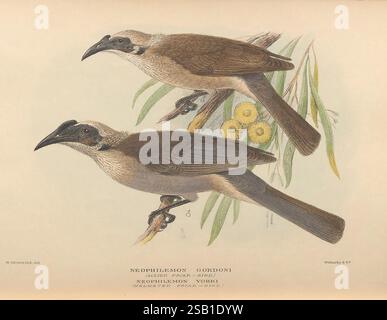 The Birds of Australia, London, Witherby & Co, 1910-1927, Australien, Bibliographie, Vögel, Australien, Bilderwerke, Museen Victoria, Australien, Mathews, Gregory Mathews, Ornithologie. diese Illustration zeigt zwei Vögel in einem naturalistischen Stil, die ihr eigenes Gefieder zeigen. Beide Vögel haben einen überwiegend bräunlichen Körper mit helleren Unterteilen, der von einer dunklen Kappe auf dem Kopf unterstrichen wird. Ihre Schnäbel sind kräftig und leicht gekrümmt, was auf eine Anpassung an die Fütterung verschiedener Insekten oder Samen hindeutet. Das zarte Laub um die Vögel herum fügt ein natürliches Habitatelement hinzu, mit einer Schräge Stockfoto