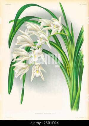 Lindenia, Gand [Belgien], Impr. F. Meyer-van Loo, 1885-1906, Klassifizierung, Reiseführer, Identifizierung, Nomenklatur, populäre Nomenklatur, Orchidaceae, Orchideen, Bildwerke, Terminologie, Eine lebendige Illustration von Cymbidium mannii, die elegante Cluster aus zarten weißen Blüten mit sanften gelben Akzenten in der Mitte zeigt. Die üppigen, grünen Blätter kreisen anmutig um die Blüten und schaffen ein Gefühl von Harmonie und Frische. Die detailreiche Darstellung unterstreicht die komplizierten Texturen der Blütenblätter und des Laubs und unterstreicht die Schönheit dieser exquisiten Orchideensorte. Die wissenschaftliche Bezeichnung A Stockfoto