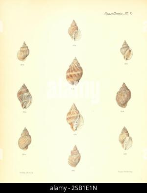 Conchologia iconica oder Illustrationen der Muscheln von Weichtieren, London, Reeve Brothers, 1843-1878, Weichtiere, Bildwerke, Muscheln, Eine detaillierte Illustration, die eine Sammlung verschiedener Muschelarten aus der Gattung Cancellaria zeigt. Die Anordnung besteht aus zehn unterschiedlichen Schalen, die jeweils mit einer entsprechenden Nummer zur Identifizierung gekennzeichnet sind. Die komplizierten Muster und Texturen der Schalen heben ihre einzigartigen Eigenschaften hervor und unterstreichen die Vielfalt innerhalb dieser Gruppe. Die Etiketten stellen eine organisierte Referenz dar, die einen einfachen Vergleich und das Studium ihrer Formen und Designs ermöglicht. T Stockfoto