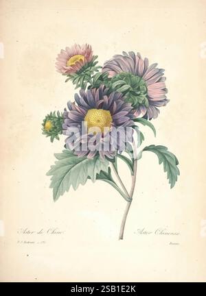 Choix des plus belles fleurs, Paris, Ernest Panckoucke, [1833?], 1833, Botanik, Frankreich, Ikonen, Bildwerke, Pierre-Joseph Redouté, Blumen, Aster chinensis, Callistephus chinensis, China Aster, jährliche Aster, eine wunderschön illustrierte Darstellung einer Gruppe von Chrysanthemen mit ihren lebendigen, mehrfarbigen Blütenblättern. Die Blüten haben eine Reihe von Farben von tiefviolett bis zartem Rosa, die durch eine charakteristische gelbe Mitte hervorgehoben werden. Jede Blüte ist detailreich und zeigt eine realistische Textur, die die natürliche Schönheit der Blume einfängt. Das Laub unter den Blüten besteht aus Stockfoto