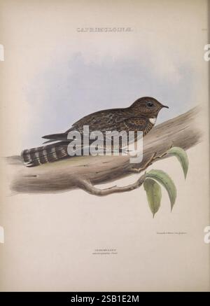 Die Gattungen der Vögel, 1849, Vögel, Verhaltensklassifizierung, Bildwerke, die ornithologische Illustration zeigt einen hoch sitzenden Vogel, der als Mitglied der Caprimulgidae-Familie identifiziert wurde, allgemein bekannt als Nachtglas. Der Vogel zeigt komplizierte Federmuster mit dezenten Braun- und Grautönen, die sich harmonisch in seine natürliche Umgebung einfügen. Sie ruht auf einem Zweig, der mit zarten grünen Blättern geschmückt ist, was auf einen ruhigen, bewaldeten Lebensraum hindeutet. Der Hintergrund verstärkt den Fokus auf dem Vogel und bietet eine weiche, gedämpfte Leinwand, die seine anmutige Form unterstreicht Stockfoto