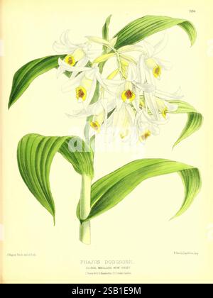Das Blumenmagazin London, L. Reeve & Co, Blumengärtnerei, Blumen, Zeitschriften, Bildwerke, Pflanze, Blume, diese Illustration zeigt die Phajus dodgsonii Orchidee, die ihre zarten weißen Blüten mit leuchtend gelben Markierungen in der Mitte zeigt. Die Blüten sind elegant entlang des bogenförmigen Stiels angeordnet, umgeben von breiten, sattgrünen Blättern, die einen auffälligen Kontrast bilden. Die komplizierten Details unterstreichen die einzigartige Struktur der Blütenblätter und die insgesamt anmutige Form dieser tropischen Orchidee, die ihre natürliche Schönheit und botanische Bedeutung unterstreicht. Stockfoto