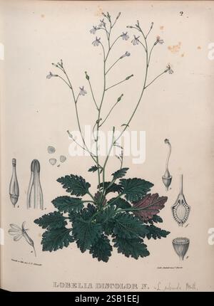Icones plantarum rariorum Horti Regii Botanici Berolinensis = Berlin, Veit, 1841-1844. Berlin, Deutschland, die Illustration zeigt Lobelia discolor, eine Pflanze, die sich durch ihre auffälligen grünen Blätter und zarten Blüten auszeichnet. Die detaillierte Darstellung zeigt den Stamm, die Blätter und die Blumenanordnung der Pflanze, wodurch die komplizierte Struktur der Blüten hervorgehoben wird. Die zentrale Darstellung umgibt kleinere Abbildungen, die verschiedene anatomische Merkmale der Pflanze darstellen, darunter Samen, ein Querschnitt der Frucht und die gesamte Blumenstruktur. Die Kombination von botanischem Detail und A Stockfoto