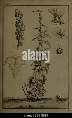 Beschreibung, Vertus et usages de sept Cent dix-neuf plantes, Paris, P.F. Didot le jeune, 1767, France, Materia Medica, Medicinal plantes, malerische Werke, Botanik, Pflanze, Althäa., die Illustration zeigt eine detaillierte botanische Studie der Althäa Pflanze, allgemein bekannt als Hollyhock. Die Komposition besteht aus mehreren beschrifteten Teilen: Links eine Nahaufnahme der Blütenknospen und ein Zweig mit Blättern, die die Struktur der Pflanze demonstrieren. Oben zeigen zwei Blumendarstellungen die besonderen Merkmale der Blüten, einschließlich der Anordnung und Form der Blütenblätter. Am unteren Rand wird der p Stockfoto