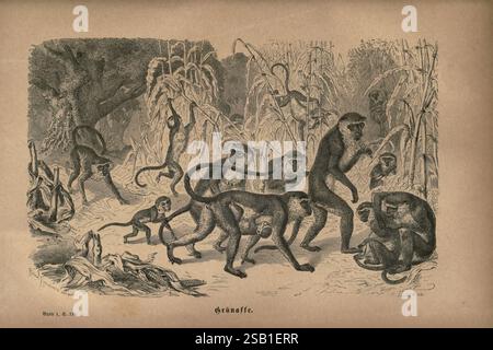 Brehms Thierleben, Allgemeine Kunde des Thierreichs, Leipzig, Verlag des Bibliographischen Instituts, 1876–1879, Affe, Zoologie, Tierverhalten Woods Hole, Eine lebendige Szene, in der eine Gruppe von Affen in einem dichten Dschungel interagiert. Die Kreaturen zeigen eine Reihe von Haltungen, vom Klettern bis hin zum spielerischen Umgang miteinander. Die Kulisse bietet eine hohe Vegetation und verwinkelte Äste, die auf einen lebendigen Lebensraum voller Leben schließen lassen. Die spielerische Natur der Affen wird hervorgehoben, wenn sie von Baum zu Baum schwingen und auf dynamische Weise interagieren, indem sie die Energie und das soziale Verhalten der Affen verkörpern Stockfoto