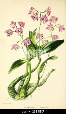 Paxton's Magazine of Botany, London, Orr and Smith, Botanik, Zeitschriften, Blumen, Stiele, Blätter, Eine wunderschön illustrierte Darstellung von Dendrobium kingianum, die seine leuchtend rosa Blüten zeigt, die komplizierte Muster auf ihren Blütenblättern aufweisen. Die Pflanze hat längliche, grüne Stiele, die miteinander verflochten sind, was die einzigartige Struktur ihrer Blätter und Wurzeln unterstreicht. Dieses Kunstwerk fängt die zarte Eleganz der Orchidee ein und betont nicht nur ihre florale Schönheit, sondern auch die detaillierten botanischen Eigenschaften, die zu ihrer Identität beitragen. Stockfoto