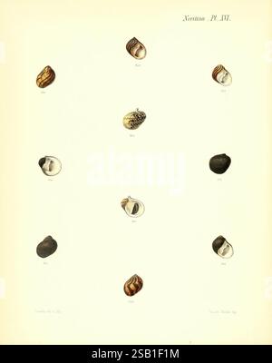 Conchologia Iconica oder Illustrationen of the Muscheln of Molluscous Animals London, Reeve, Brothers, 1843–1878. Mollusks, Pictorial Works, Muscheln, die Ausstellung zeigt eine Sammlung verschiedener Muscheln, die in einem systematischen Layout angeordnet sind. Jede Schale ist mit einer entsprechenden Kennnummer versehen, die ihre wissenschaftliche Klassifizierung angibt. Die Exemplare zeigen eine Reihe von Formen, Größen und Texturen, was die Vielfalt der Muschelschalen unterstreicht. Einige haben komplizierte Muster und Farben, während andere glatt oder glänzend wirken. Diese Komposition veranschaulicht die Schönheit der Meereslebewesen und dient Stockfoto