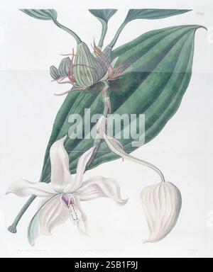 Edwards's Botanical Register, London, James Ridgway, 1829-1847, 1829, 19. Jahrhundert, botanische Illustration, Botanik, Kupferstich, England, Gravuren, Grafikmedien, Großbritannien, handkoloriert, Ikonen, Zeitschriften, Bildwerke, Pflanzeneinführungen, Zierpflanzen, 61, Jane Edwards, 4, Frauen in der Wissenschaft, eine komplizierte botanische Illustration, die eine zarte Orchidee mit großen, anmutig angeordneten Blütenblättern zeigt, die dezente Farbtöne zeigen. Die länglichen Stängel der Orchidee erstrecken sich von einer flachen Basis, wo mehrere breite, detaillierte Blätter sich ausbreiten und unterschiedliche Adermuster aufweisen. Die Stockfoto