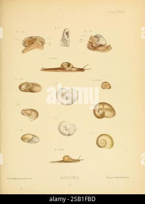 Land und Süßwasser, Mollusca, von, Indien, London, Taylor und Francis, 1882-, Asien, Indien, Weichtiere, Muscheln, Muscheln, diese Abbildung zeigt eine Sammlung verschiedener Muschelproben, die unter der Überschrift „Austenia“ gekennzeichnet sind. Jede Hülle wird akribisch gerendert und zur Identifizierung nummeriert. Das Arrangement zeigt eine Reihe von Formen und Größen, einschließlich langgezogener Formen und spiralförmiger Strukturen, was die Vielfalt innerhalb dieser Gruppe unterstreicht. Die detaillierten Anmerkungen geben Einblicke in die Merkmale der einzelnen Exemplare und tragen zu einer lehrreichen Erforschung der Meereslebewesen bei. Die Gesamtsumme Stockfoto
