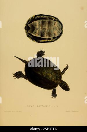 Schildkröten Terrapin Schildkröten London Paris Frankfort H. Sotheran J. Baer & Co, 1872 Schildkröten Terrapin Testudinidae Pictorial Works Emyorbicularis, die Illustration zeigt eine Schildkrötenart, aus zwei Perspektiven dargestellt. Die Draufsicht zeigt das detaillierte Muster und die Textur der Schale und hebt die eindeutigen Linien und Segmente hervor, die ihre Struktur charakterisieren. Die Ansicht von unten zeigt die weicheren, geschwungeneren Merkmale der Schildkröte und hebt den Kontrast zwischen der Hartschale und dem anfälligen Körper hervor. Beide Ansichten ermöglichen ein umfassendes Verständnis der Anatomie der Schildkröte, Showcasi Stockfoto