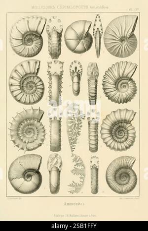 Traité de paléontologie London H. Ballière J.-B. Baillière 1853-1857 Paläontologie Fossils Pictorial Works Fossil Stories, Eine wissenschaftliche Illustration, die eine Vielzahl von Ammoniitfossilien zeigt, die ihre komplexen Schalenstrukturen und ihre unterschiedlichen Formen zeigen. Die Sammlung umfasst mehrere Arten, die jeweils durch einzigartige Muster, Rippenstile und Wickelstile gekennzeichnet sind. Die Illustration betont die Schönheit und Komplexität dieser alten Meeresbewohner und hebt sowohl ihre evolutionären Anpassungen als auch die Unterschiede zwischen den einzelnen Exemplaren hervor. Im Begleittext werden die detaillierten Merkmale aufgeführt Stockfoto