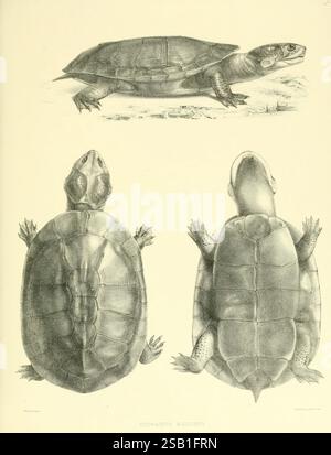 Katalog der Schildreptilien in der Sammlung des British Museum, London, 1855-1872 England, London, Schildkröten, Reptilien, Krokodile, Testudinidae, Amphisbaenia, Chelonia-Gattung, diese Abbildung zeigt drei detaillierte Darstellungen einer Schildkröte. In der Draufsicht werden die Schale und die Gliedmaßen der Schildkröte angezeigt und ihre einzigartige Form und Textur veranschaulicht. Das Seitenprofil bietet einen Einblick in die Kopfstruktur und -Haltung und zeigt die charakteristischen Eigenschaften von Gesicht und Hals. Die Unteransicht betont die Unterseite der Schildkröte und hebt die komplizierten Muster ihrer Schale hervor. Die Gesamtkomposi Stockfoto