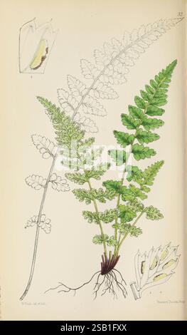 Die Britischen Ferns, farbige Figuren und Beschreibungen mit den notwendigen Analysen der Fruktifizierung und Verehrung der Farne in Großbritannien und Irland, London, Lovell Reeve, 1861, Großbritannien, Farne, Botanik, Bildwerke, Irland, Pflanze, Venation, Fruktifikation, Walter Fitch, Asplenium lanceolatum, Lanceolatmilz, Taxonomie: trinomial= Asplenium obovatum billotii, die Illustration zeigt eine detaillierte botanische Studie eines Farns, die seine charakteristischen Fronten mit aufwändig geformten Flugblättern entlang eines zentralen Stängels zeigt. Die leuchtend grünen Blätter stehen im Kontrast zu einem Unterteil Stockfoto