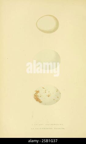 Eine Geschichte der Vögel Europas, die auf den British Isles v.1 London, G. Bell & Sons, 1875-1876, nicht beobachtet wurde. Geschichte, Vögel, Europa, Ornithologie, M.C.Z, Bildwerke, Circus macrourus, Accipiter brevipes., die Illustration zeigt eine Reihe von drei Eiern, die jeweils in vertikaler Anordnung sichtbar sind. Das oberste Ei, das als Teil des Levant Sparrowhawk identifiziert wurde, weist eine glatte, helle Oberfläche auf. Das mittlere Ei weist eine ähnliche ovale Form mit einem hellen Farbton auf, die weiter als der Pallide Harrier eingestuft wird. Das untere Ei ist leicht unregelmäßig, mit einem charakteristischen gesprenkelten Muster t Stockfoto