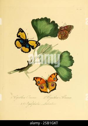 Naturgeschichte der Insekten von China, 1842, China, Insekten, Arthropoda, Arthropoden, die Illustration zeigt wunderschön detaillierte Schmetterlinge auf Ginkgo-Blättern, die die komplizierten Muster und leuchtenden Farben jedes Exemplars zeigen. Der erste Schmetterling mit der Bezeichnung „1“ zeigt markante blaue und gelbe Flügel, die sich elegant mit den weichen grünen Ginkgoblättern abheben. Der zweite mit der Aufschrift „2“ zeigt leuchtende orange und schwarze Markierungen, während der dritte Schmetterling, „3“, mit satten Orangetönen und zarten Details verziert ist. Jeder Schmetterling ist nummeriert, was ein Katalogisierungsthema andeutet, und das g Stockfoto