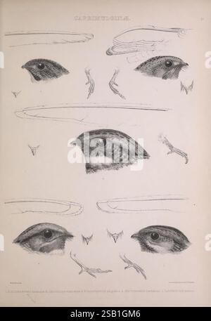 Die Gattungen der Vögel, 1849 Vögel, Verhaltensklassifizierung, Bildwerke, ornithologische Illustration, die Illustration zeigt mehrere detaillierte Darstellungen verschiedener Vogelaugen, die ihre komplexen Strukturen und einzigartigen Eigenschaften zeigen. Jedes Auge wird mit akribischer Aufmerksamkeit gerendert und hebt die Formen und Muster hervor, die verschiedene Arten definieren. Ergänzend zu den Abbildungen sind Anmerkungen zu besonderen Merkmalen und wissenschaftlichen Klassifizierungen angebracht, die helfen, die Nuancen zwischen den verschiedenen dargestellten Vögeln zu erkennen. Die Gesamtkomposition betont die Schönheit und Stockfoto