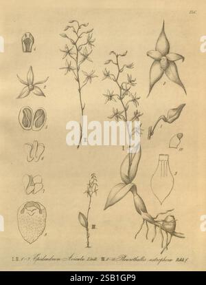 Xenia orchidacea, Leipzig, F. A. Brockhaus, 1858-1900., die Abbildung zeigt eine Reihe botanischer Studien, die sich mit verschiedenen Orchideenarten beschäftigen. Es enthält detaillierte Zeichnungen von Blumen, Blättern und Wurzelstrukturen. Jeder Abschnitt ist nummeriert und zeigt verschiedene Ansichten und Komponenten, einschließlich Nahaufnahmen von floralen Teilen, die ihre komplizierten Designs hervorheben. Das Gesamtlayout stellt eine lehrreiche Darstellung der Pflanzen dar, die ihre einzigartigen Eigenschaften und Morphologie demonstriert. Diese wissenschaftliche Darstellung unterstreicht die Schönheit und Komplexität der Orchideenfamilie, die potenziell zu bieten hat Stockfoto