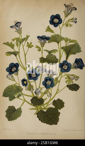 Der, Florist und, Pomologe und, Vorort, Gärtner, London, veröffentlicht, für die Inhaber, von, Herren, Kent, &, Co, 1880, Blume, Gartenarbeit, Obst, Kultur, Gartenarbeit, Großbritannien, Zeitschriften, die Illustration zeigt eine lebendige Darstellung von Phacelia campanularia, einer blühenden Pflanze, die für ihre auffälligen blauen Blüten bekannt ist. Die komplizierten Details betonen die zarten, glockenförmigen Blüten, die aus schmalen grünen Stielen mit gelappten Blättern hervorgehen. Jede Blüte zeigt eine einzigartige Anordnung von Blütenblättern, die einen subtilen Farbverlauf und ein markantes weißes Zentrum freigeben, das die Optik verbessert Stockfoto