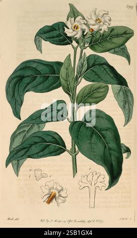 The Botanical Register London druckte für James Ridgway 1815-1828 1815 Botanical Copper Stiche England Graphic Media Großbritannien handkolorierte Icônes Periodicals Pictorial Works Plant Introduction plants ornamental, Eine botanische Illustration mit einer blühenden Pflanze mit großen, breiten Blättern. Die Pflanze zeigt Gruppen trompetenförmiger weißer Blüten, jede mit einem charakteristischen gelben Zentrum. Unterhalb der Hauptabbildung befinden sich kleinere Detaildarstellungen einzelner Blumen und Blätter, die Merkmale wie die Form der Blume und die Blattstruktur hervorheben. Das Gesamtbild des Stockfoto