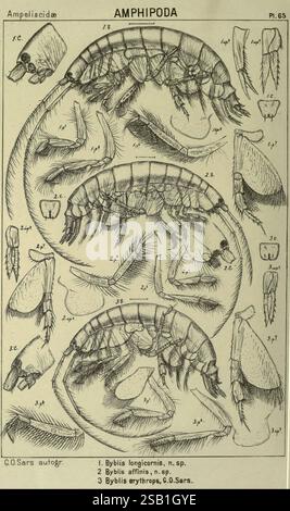 Ein Bericht über die Crustacea of Norway Amphipoda Plates Christiania, A. Cammermeyer, 1895-1928, Norwegen, Crustacea, diese Abbildung zeigt eine detaillierte Untersuchung verschiedener Arten innerhalb der Amphipoda-Klasse, insbesondere die Anatomie und Eigenschaften verschiedener Amphipoden. Die beschrifteten Diagramme zeigen mehrere Ansichten und Strukturen, einschließlich Anhängen und Körpersegmenten. Jede Art wird sorgfältig identifiziert, mit Beschriftungen, die auf unterschiedliche Merkmale hinweisen. Das Bild dient als wissenschaftliche Referenz und trägt zum Verständnis dieser Krebstiere und ihrer Klassifizierung bei Stockfoto