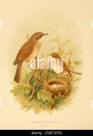 Birds of Great Britain and Ireland Order Passeres London Caxton Pub. Co. 1907-08 Great Britain Ireland Birds Passeriformes Whitethroat Sylvia curruca, Eine detaillierte Abbildung, die ein Paar kleiner Whitethroat-Vögel zeigt, die zwischen üppigem Laub thront. Der größere Vogel steht selbstbewusst auf einem Zweig und zeigt sein charakteristisches braunes und graues Gefieder, während ein kleinerer Jungvogel in der Nähe liegt, was der Szene ein Gefühl der Pflege verleiht. Unter ihnen ist ein zartes Nest zu sehen, das geschickt in das Grün gewebt ist und mehrere kleine Eier enthält. Der Hintergrund zeigt subtile, natürliche Elemente, die Stockfoto