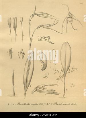 Xenia orchidacea Leipzig F.A. Brockhaus 1858-1900, diese Abbildung zeigt eine detaillierte botanische Untersuchung verschiedener Orchideenarten der Gattung Pleurothallis. Das Bild enthält mehrere beschriftete Teile, die die einzigartigen Merkmale der Blumen und des Laubs zeigen. Die dargestellten Elemente umfassen längliche Blätter, Blütenformen und unterschiedliche Fortpflanzungsstrukturen, die Einblicke in die Morphologie und anatomische Eigenschaften dieser Orchideen geben. Die Zusammensetzung ist so organisiert, dass Vergleiche zwischen den verschiedenen Arten hervorgehoben werden, wobei ihre Vielfalt und ihre komplexen Formen hervorgehoben werden. Eac Stockfoto