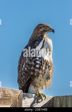 Ein unreifer Falke mit rotem Schwanz sitzt ruhig auf einem Schild im San Luis National Wildlife Refuge. Stockfoto